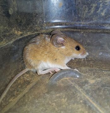 Image of Pygmy Mouse