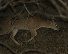 Image of Sharpe's Grysbok