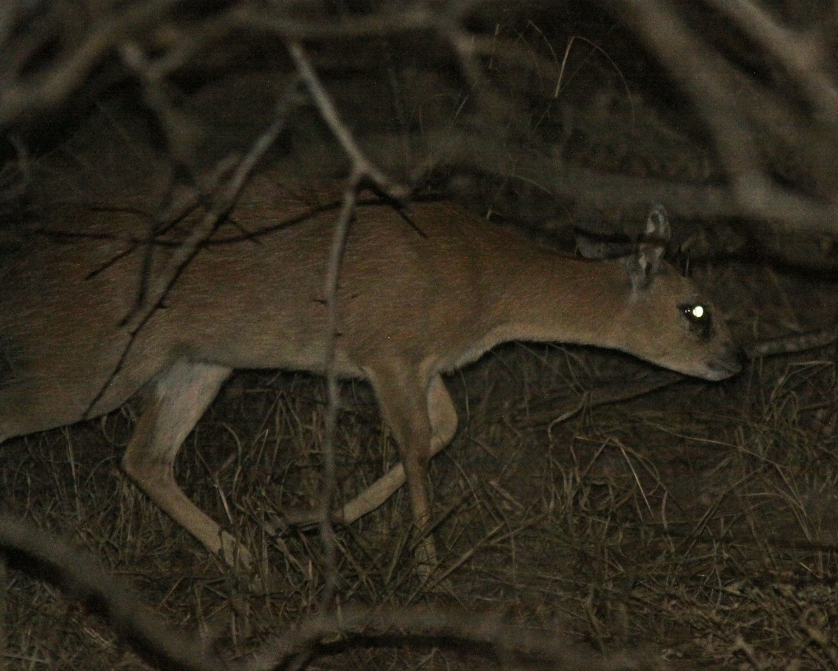 Image of Sharpe's Grysbok