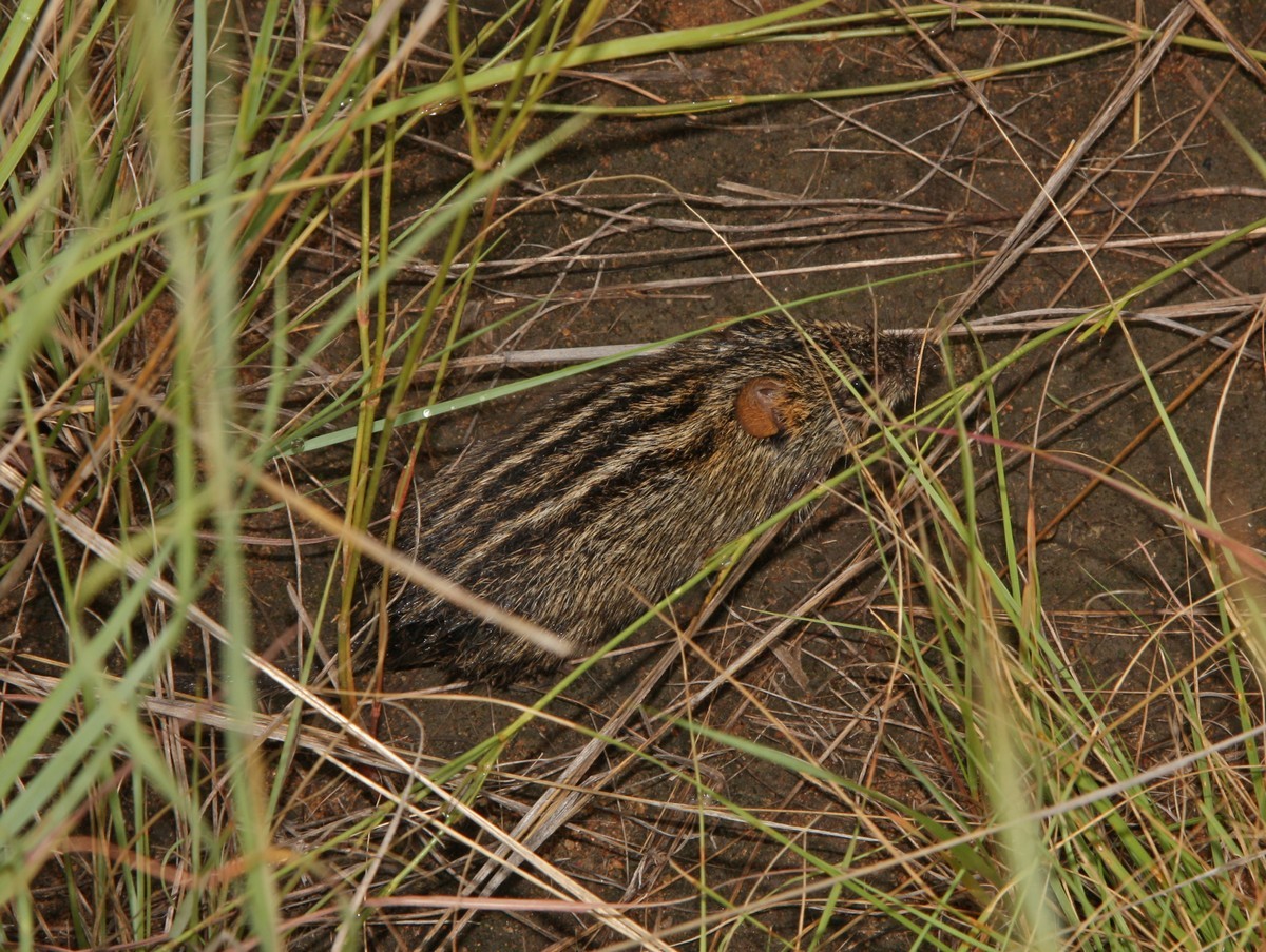 Image of Four-striped Grass Mouse