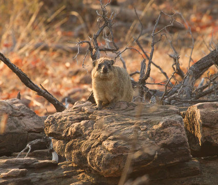 Image of Rock Hyrax