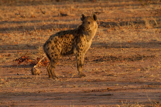 Image of Spotted Hyaenas