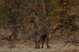 Image of Spotted Hyaenas