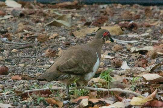 Image of Partridge Pigeon