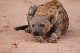 Image of Spotted Hyaenas