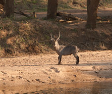 Image of Ellipsen Waterbuck