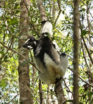 صورة Indri É. Geoffroy Saint-Hilaire & G. Cuvier 1796