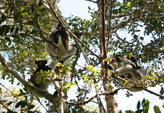 Imagem de Indri É. Geoffroy Saint-Hilaire & G. Cuvier 1796