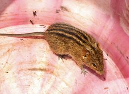 Image of Four-striped Grass Mouse