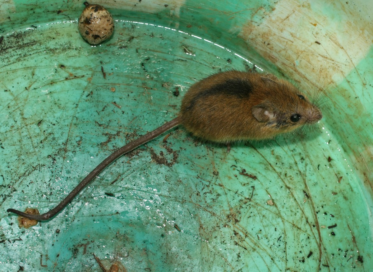 Image of Chestnut African Climbing Mouse