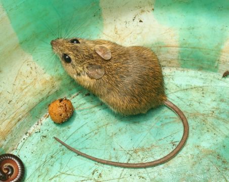Image of Namaqua Rock Mouse -- Namaqua Micaelamys