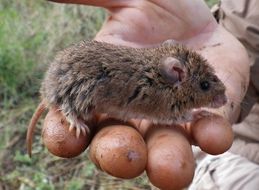 Image of Common African Fat Mouse -- Fat Mouse