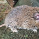 Image of Common African Fat Mouse -- Fat Mouse