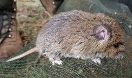 Image of Common African Fat Mouse -- Fat Mouse