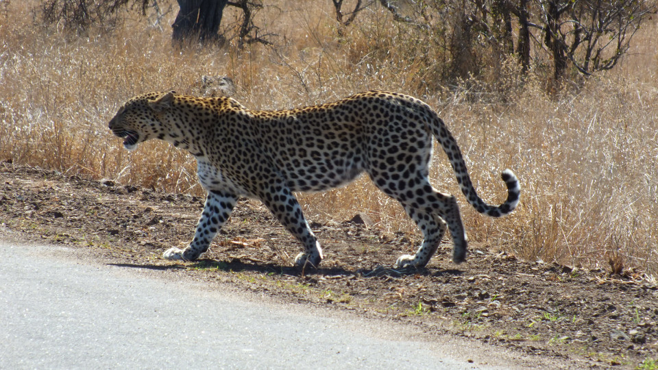 Image of Leopard