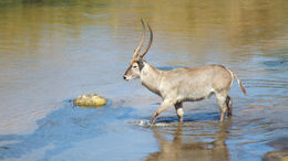 Image of Ellipsen Waterbuck