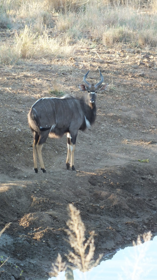 Image of Nyala