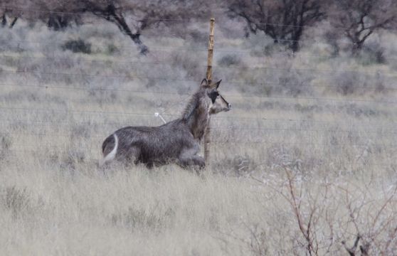 Image of Ellipsen Waterbuck