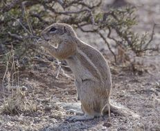 Image of Cape Ground Squirrel