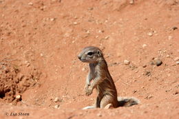 Image of Cape Ground Squirrel