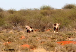 Image of Gemsbok