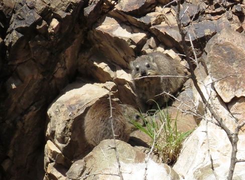 Image of Rock Hyrax