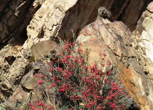 Image of Rock Hyrax