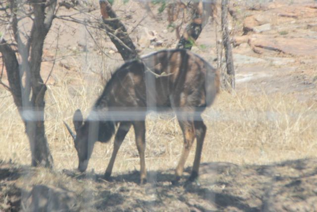 Image of Nyala