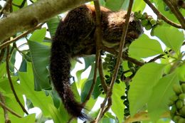 Image of Red Bush Squirrel