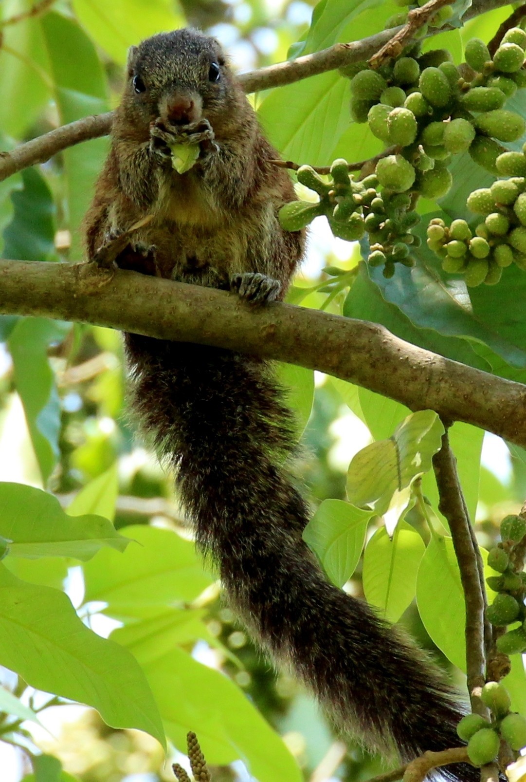 Image of Red Bush Squirrel