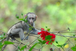 Image of Reddish-green Vervet Monkey