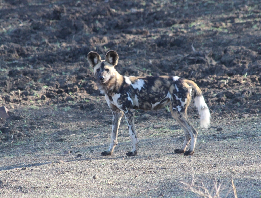 Image of African Hunting Dog