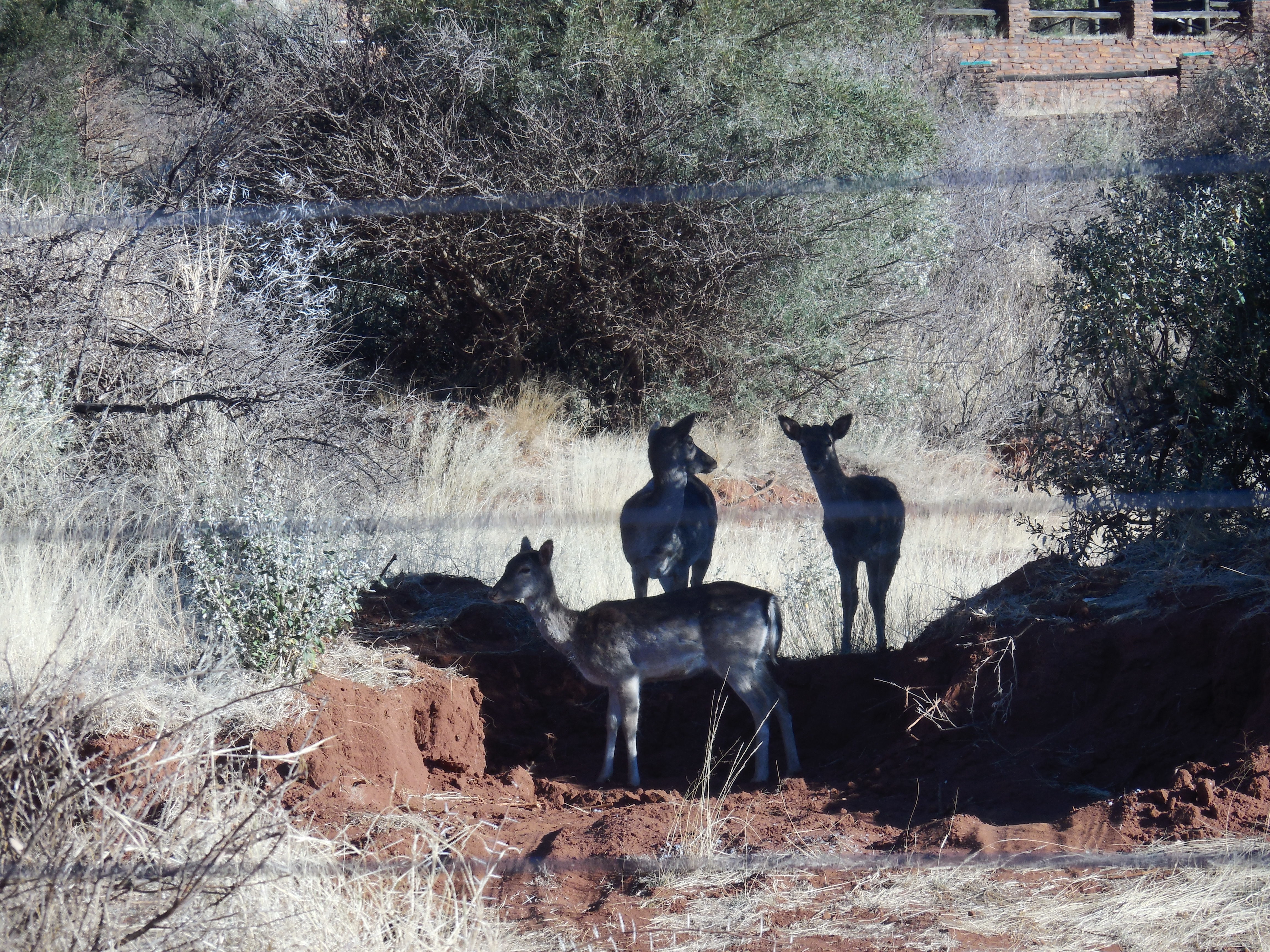 Image of Aepyceros Sundevall 1847