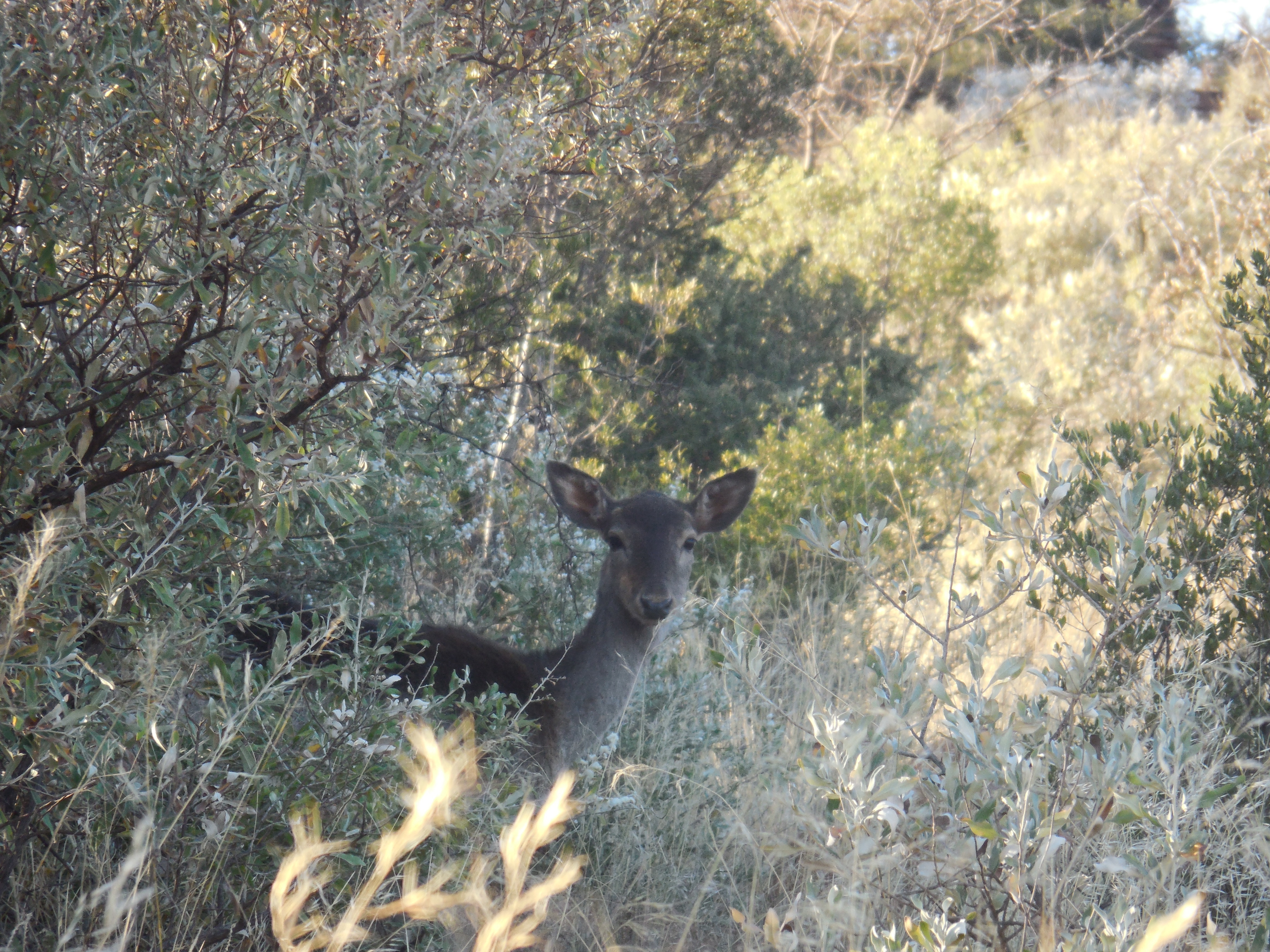 Image of Aepyceros Sundevall 1847