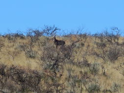 Image of Ellipsen Waterbuck