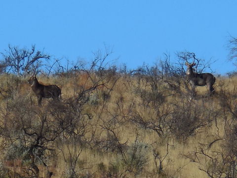 Image of Ellipsen Waterbuck