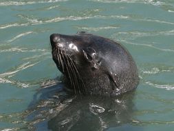 Image of fur seal