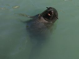 Image of fur seal