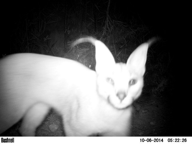 Image of Caracals