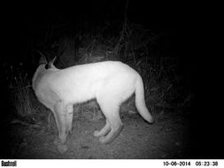 Image of Caracals