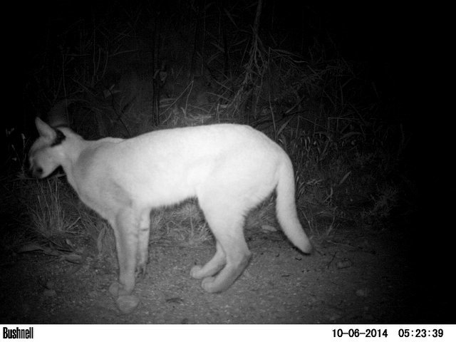 Image of Caracals