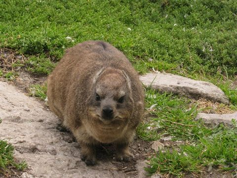 Image of Rock Hyrax