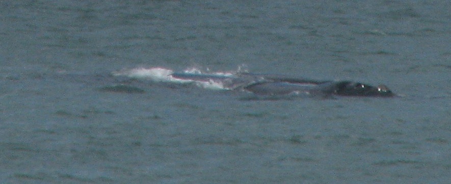 Image of Right whale