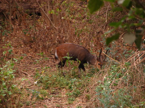 Image of Bushbuck