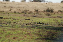 Image of Cape Ground Squirrel