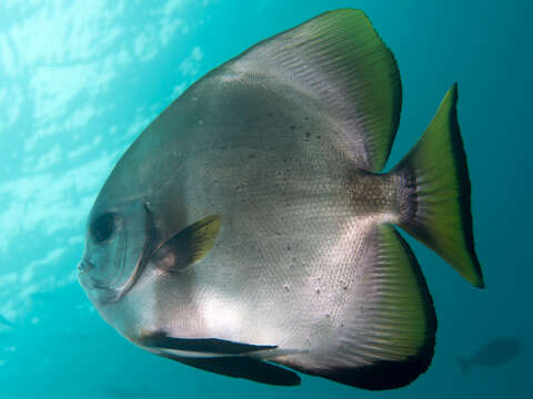 Image of Golden batfish