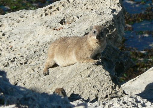 Image of Rock Hyrax