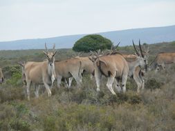 Image of Eland