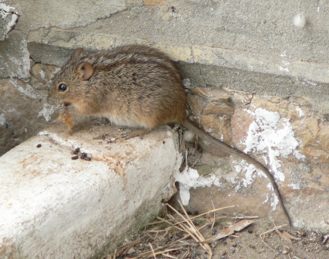 Image of Four-striped Grass Mouse