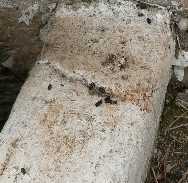 Image of Four-striped Grass Mouse